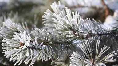 松枝在冬季公园的雪下。 特写视频.. 圣诞节的气氛。 冬季冰雪公园。 到处都是白色
